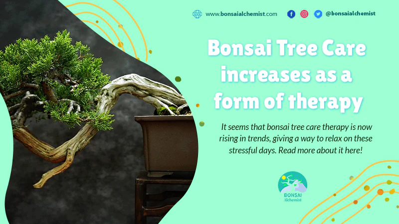 Bonsai Tree Care increases as a form of therapy