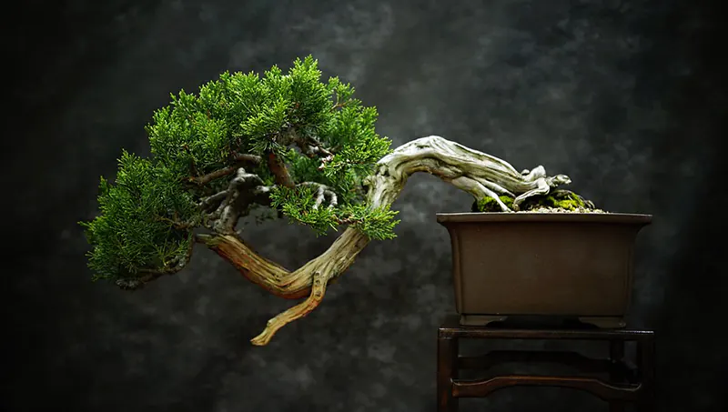 bonsai tree care therapy