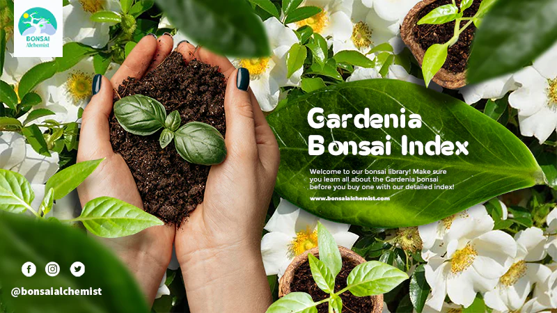 index gardenia