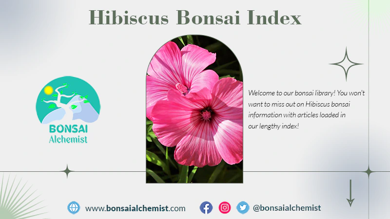 index hibiscus