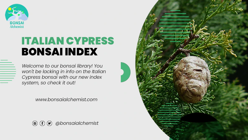 index italian cypress