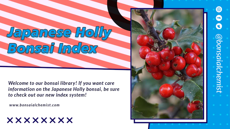 index japanese holly