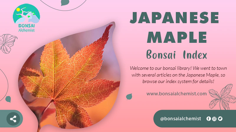 index japanese maple