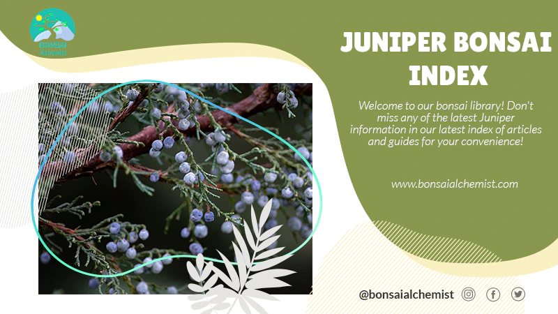 index juniper