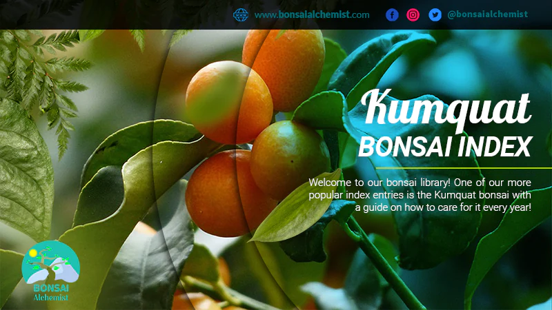 index kumquat bonsai