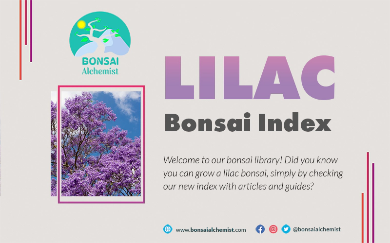 index lilac