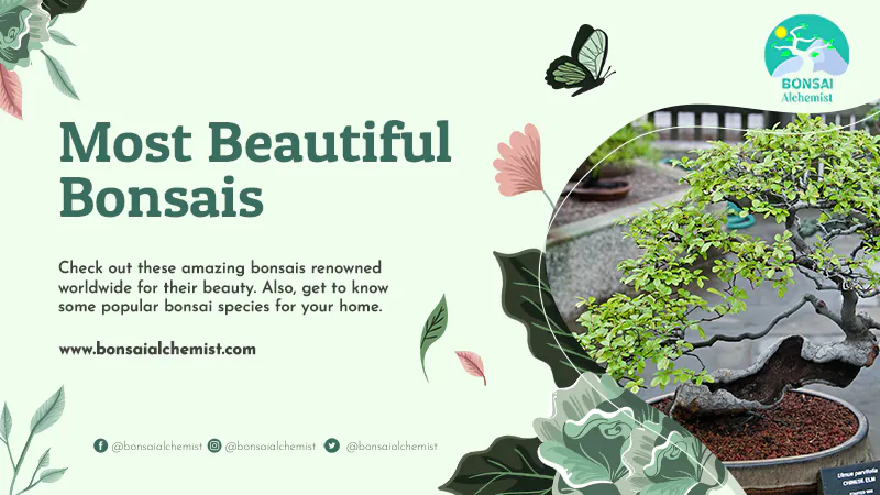 most beautiful bonsais
