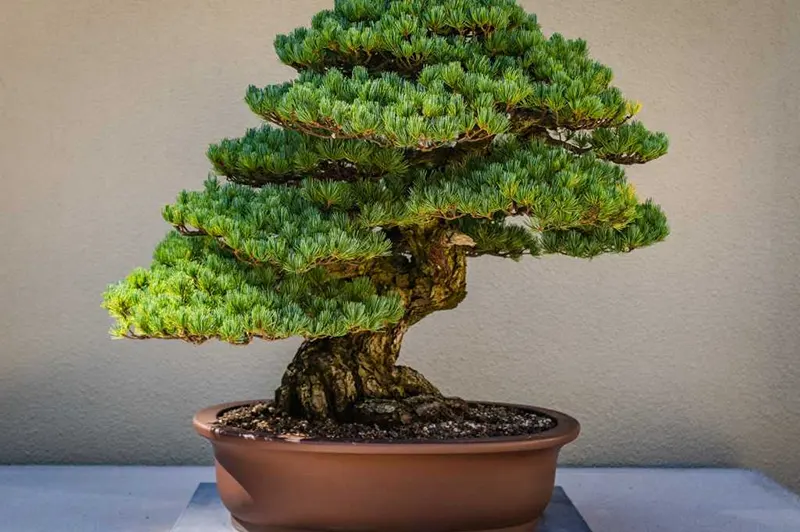 2022 pacific bonsai expo