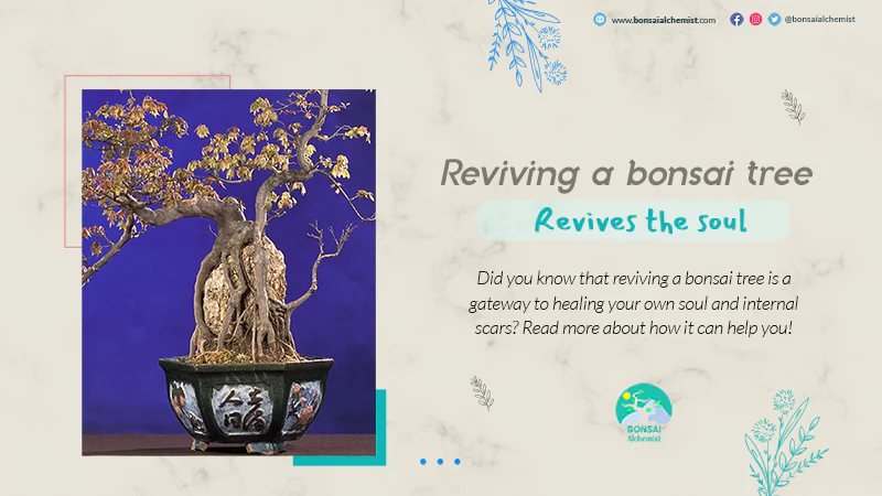 Reviving a bonsai tree