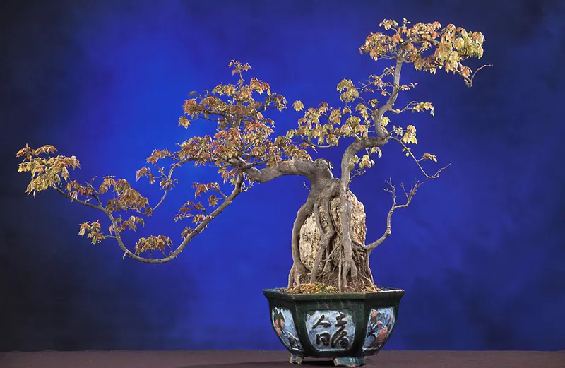 Reviving a bonsai tree