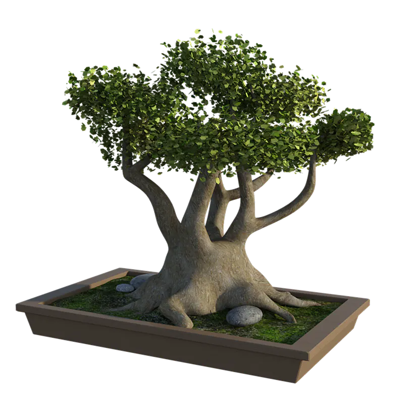 Reviving a bonsai tree