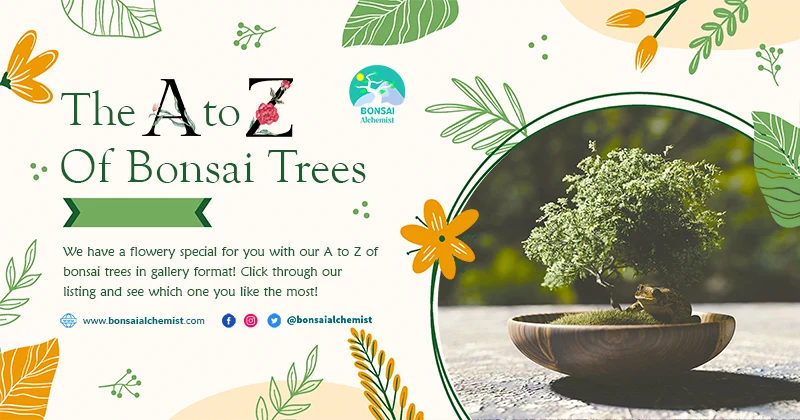 a to z bonsai gallery