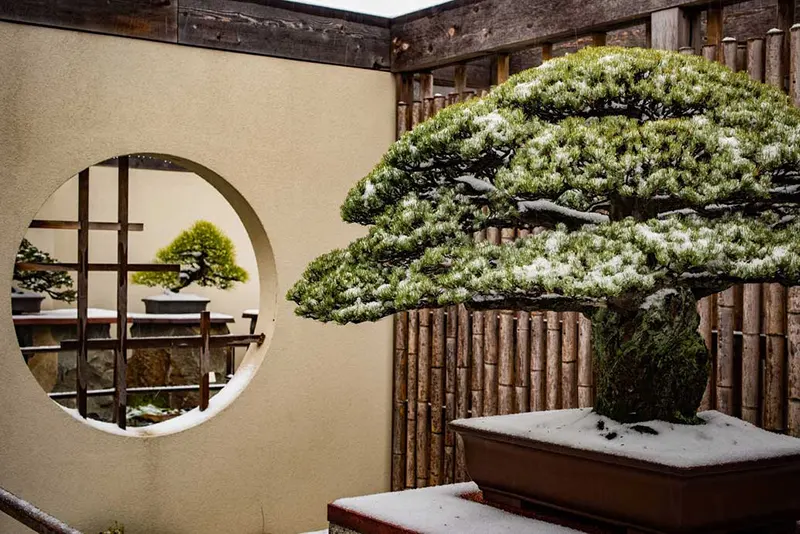 autumn bonsai exhibit 2022