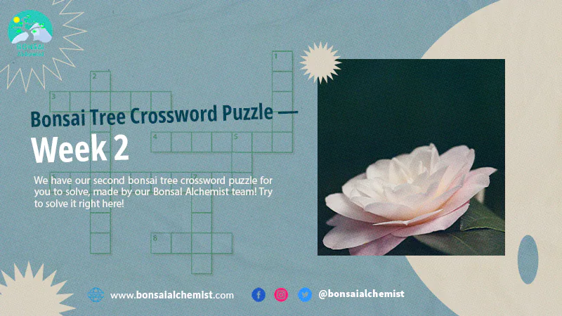 bonsai crossword week 2