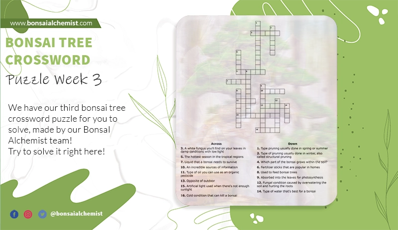 bonsai crossword week 3