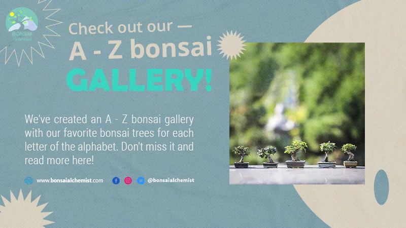 Check out our A – Z bonsai gallery!