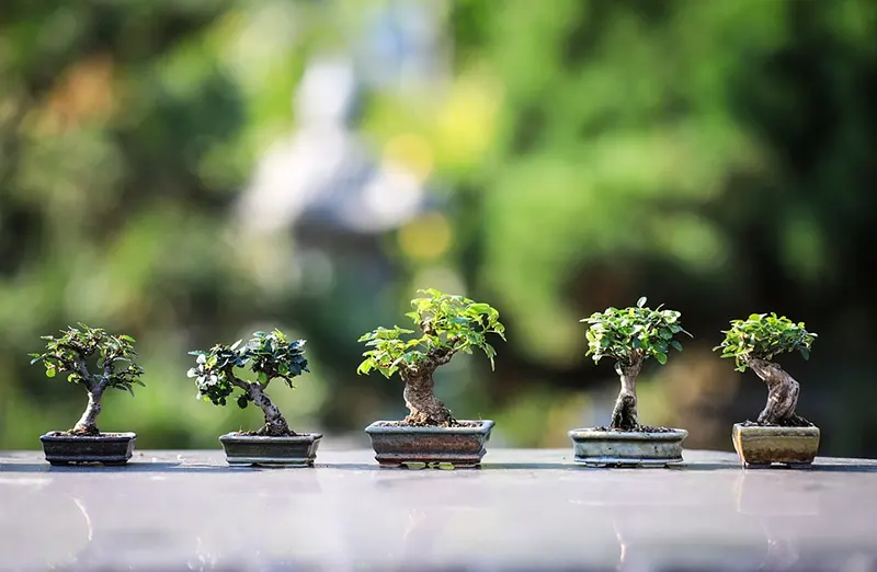 check bonsai gallery