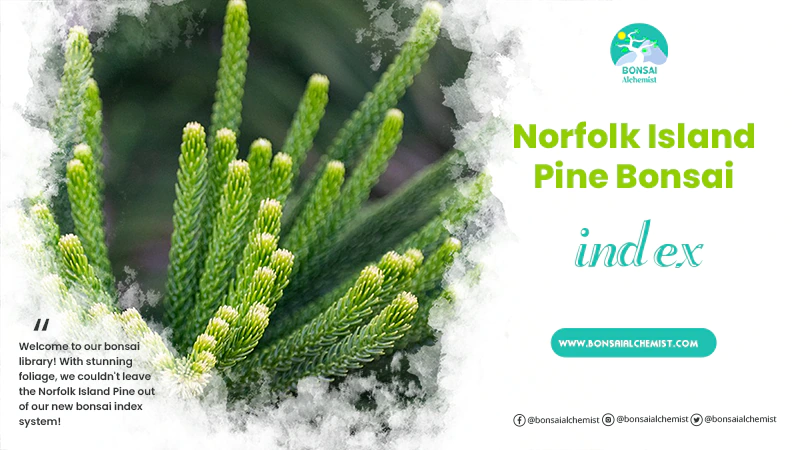 index norfolk island pine