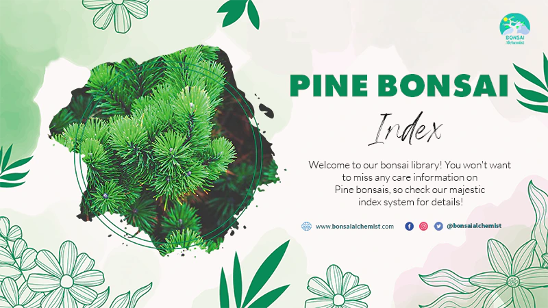 index pine