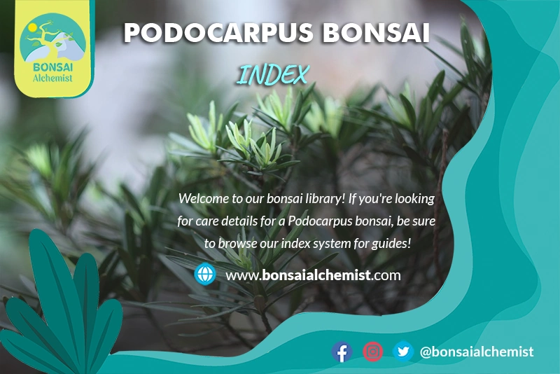 index-podocarpus