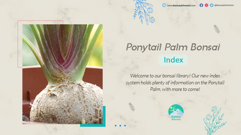 index ponytail palm
