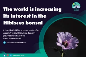 interest hibiscus bonsai