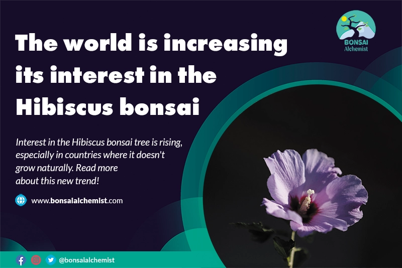 The world is increasing its interest in the Hibiscus bonsai