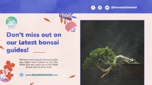 popular bonsai guides 1