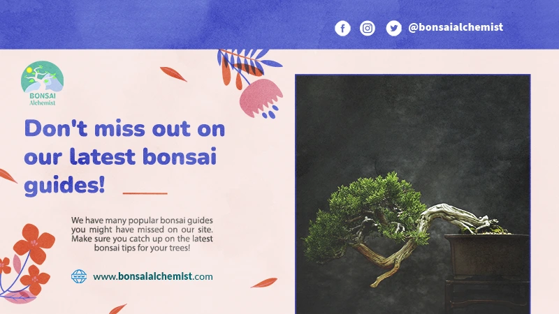 Don’t miss out on our latest bonsai guides!