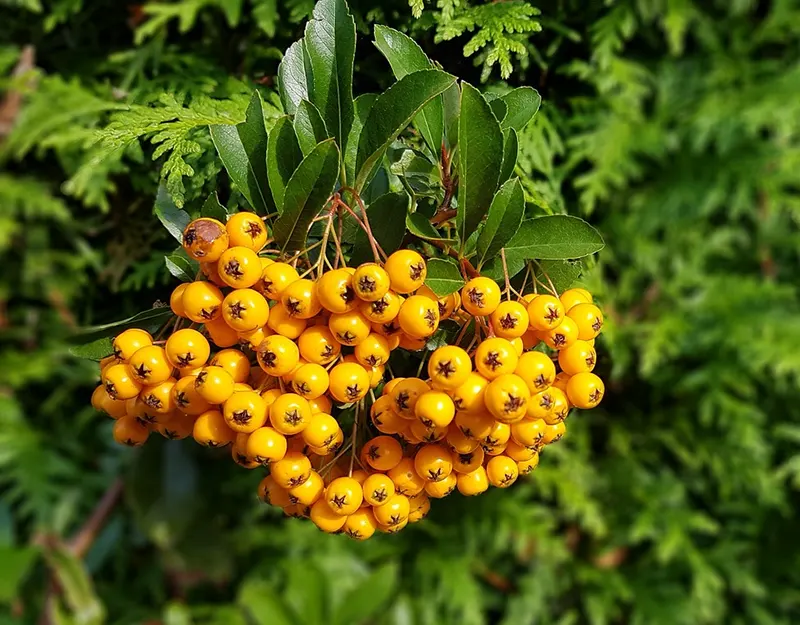 pyracantha