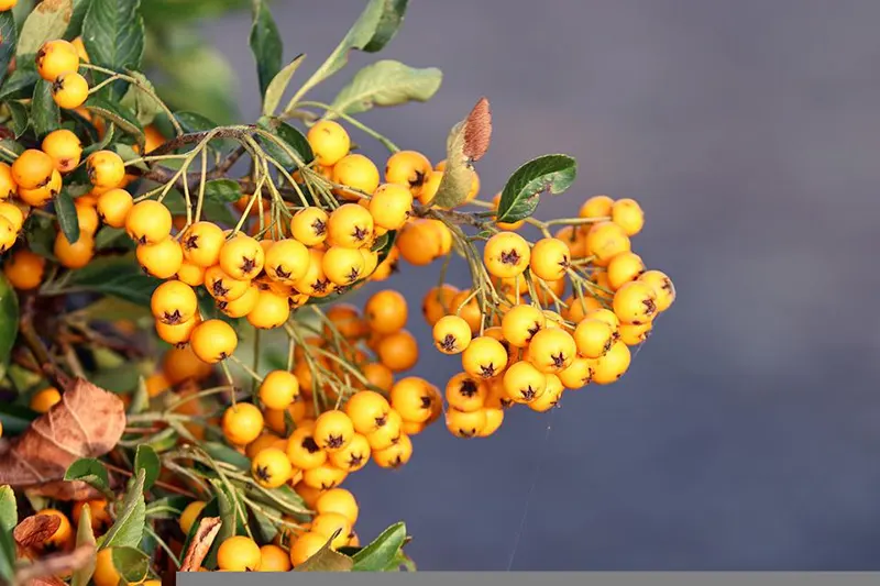 pyracantha