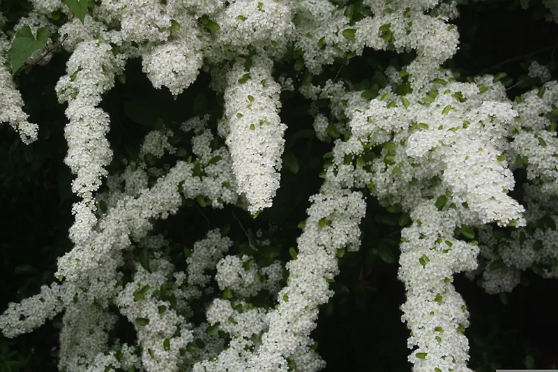 pyracantha