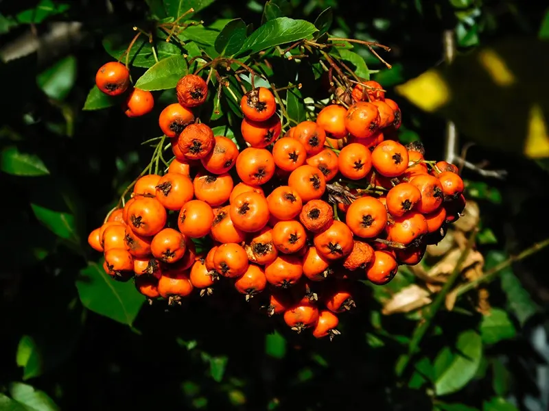 pyracantha