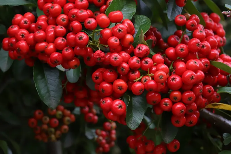 pyracantha