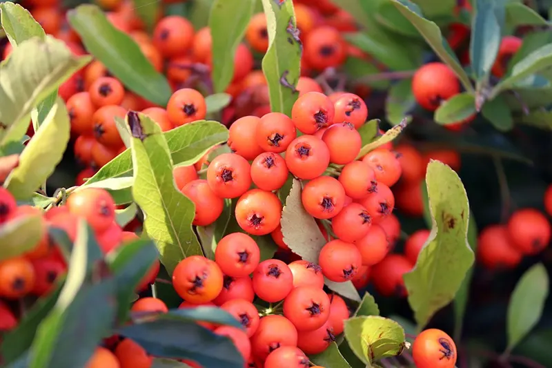 Are Pyracantha Berries Poisonous?