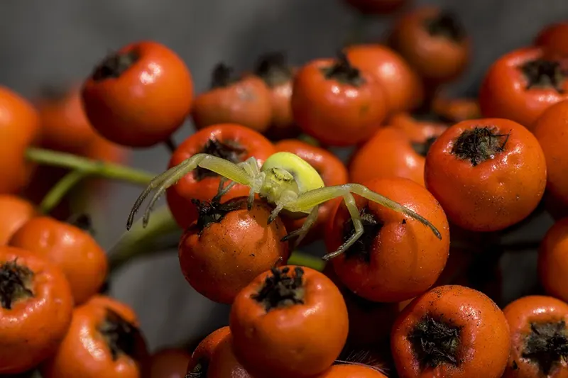 pyracantha