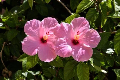 repotting hibiscus