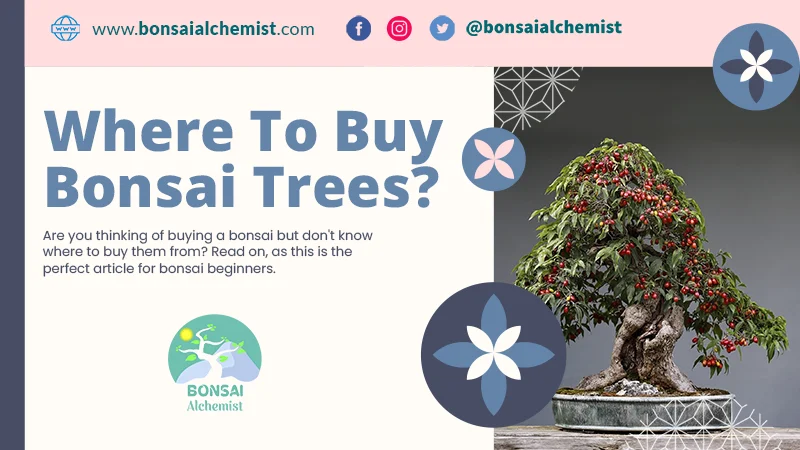 where buy bonsai trees