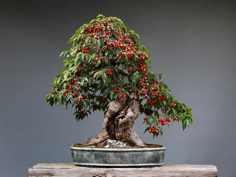 where buy bonsai trees