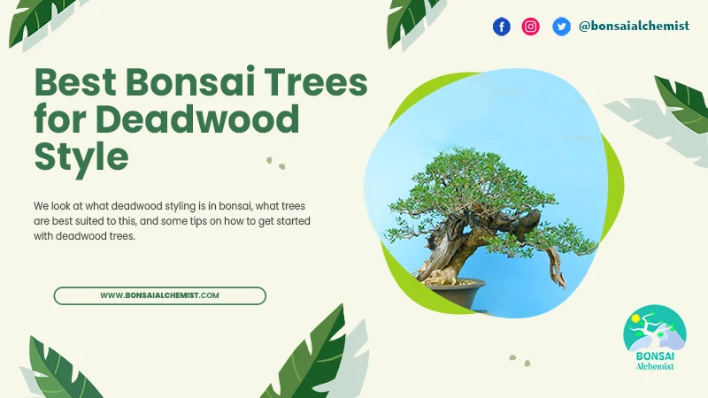 Best Bonsai Trees for Deadwood Style