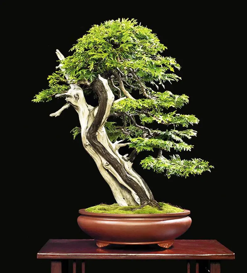 top bonsai deadwood
