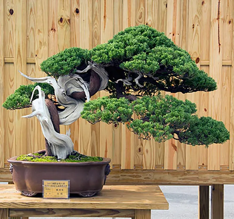 top bonsai deadwood