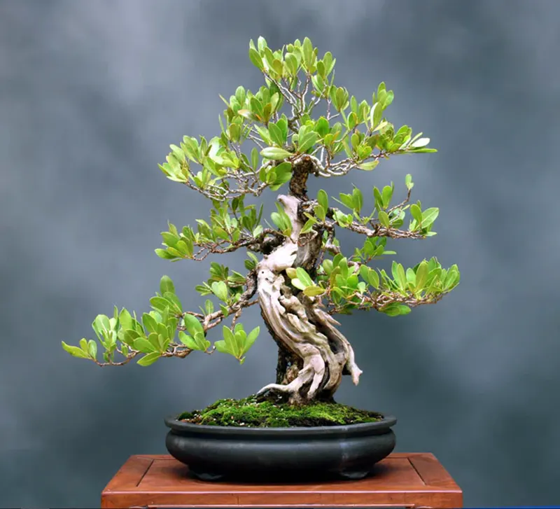 top bonsai deadwood