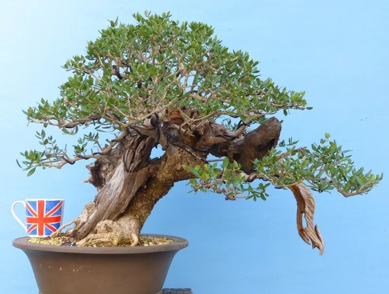 top bonsai deadwood