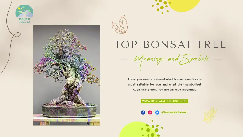 top bonsai tree meanings