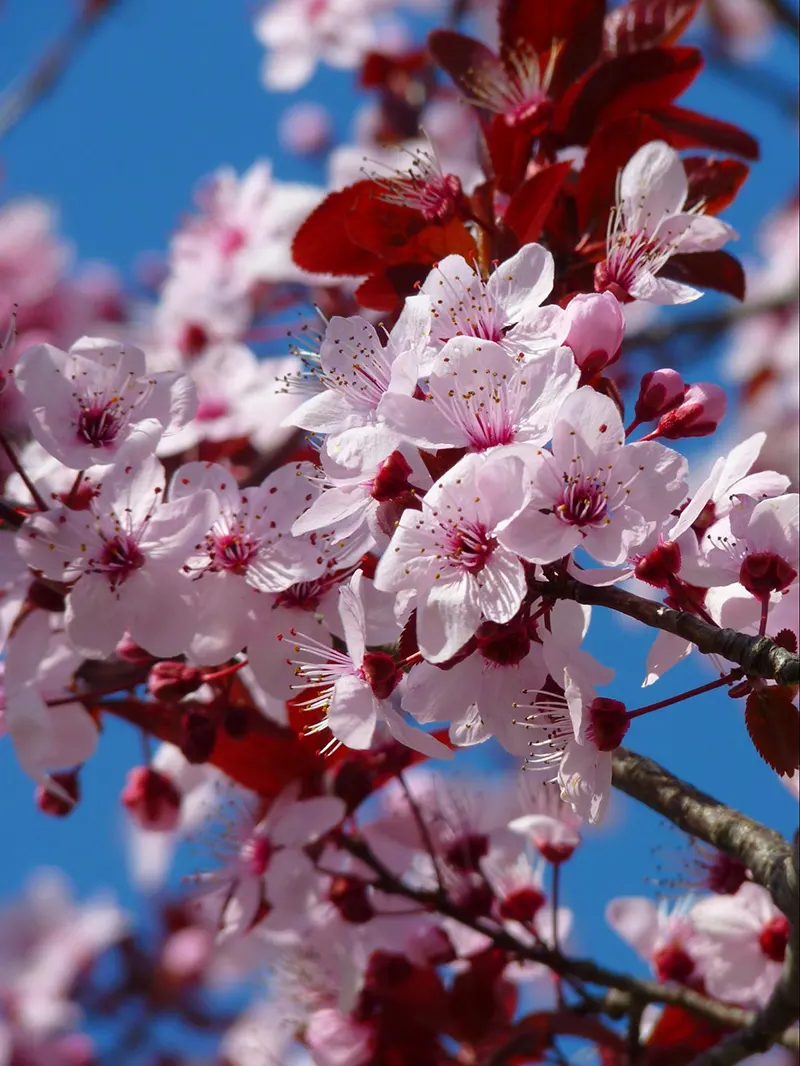 top bonsai tree meanings