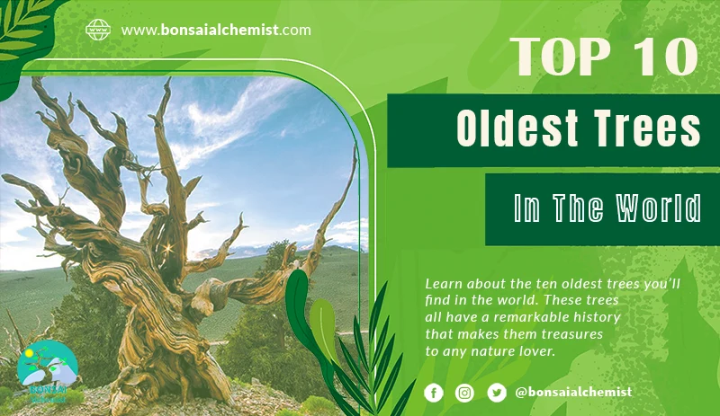 oldest trees