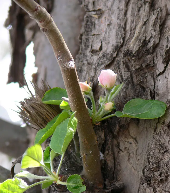 tree grafting