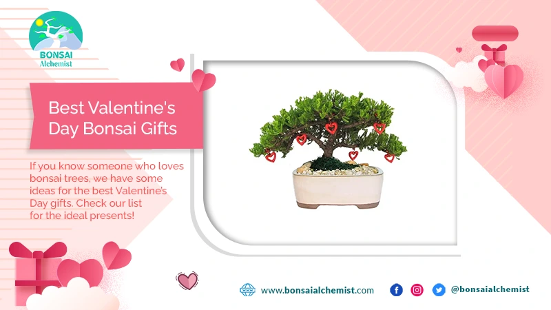 Best Valentine’s Day Bonsai Gifts