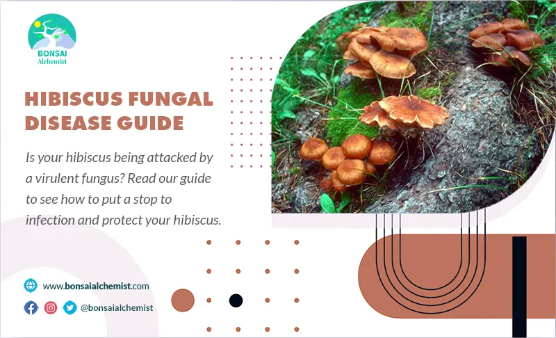 Hibiscus fungal disease guide